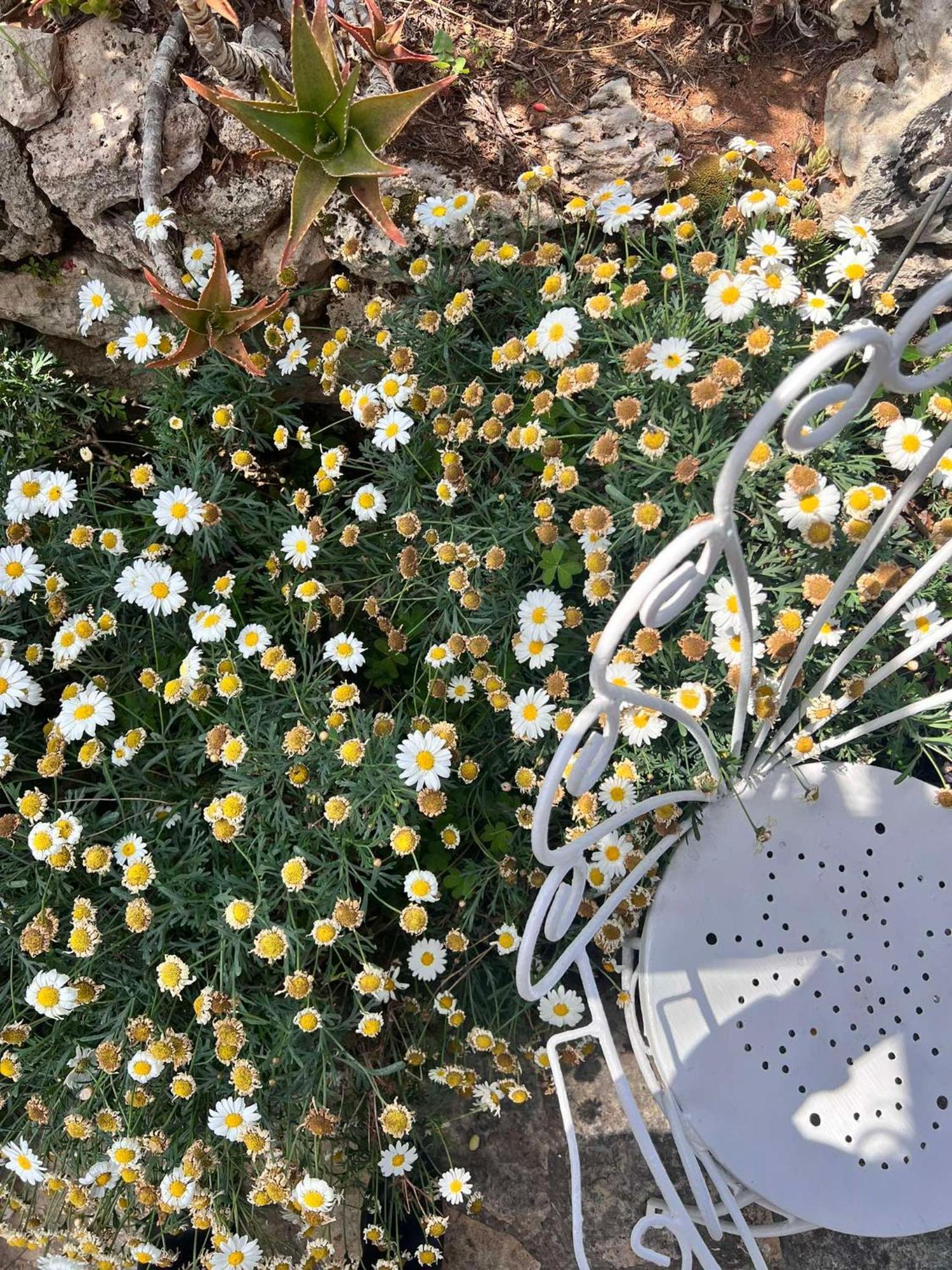 Villa Casa Vacanze Fiore Gallipoli Dış mekan fotoğraf