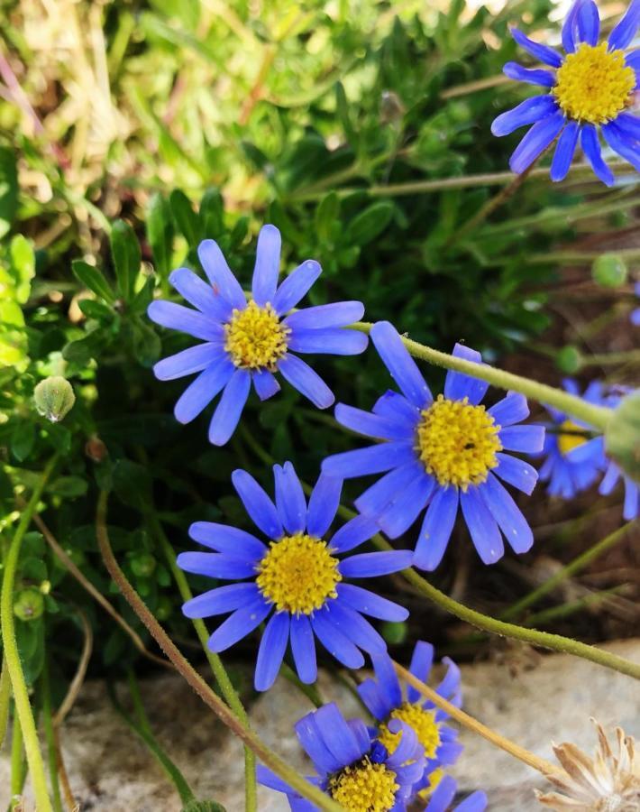 Villa Casa Vacanze Fiore Gallipoli Dış mekan fotoğraf